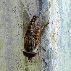 Tabanidae (family) (Unidentified march or horse fly) at Crooked Corner, NSW - 17 Feb 2022 by Milly