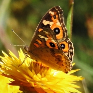 Junonia villida at Cotter River, ACT - 16 Feb 2022