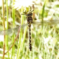 Austroaeschna flavomaculata (Alpine Darner) at Cotter River, ACT - 15 Feb 2022 by JohnBundock