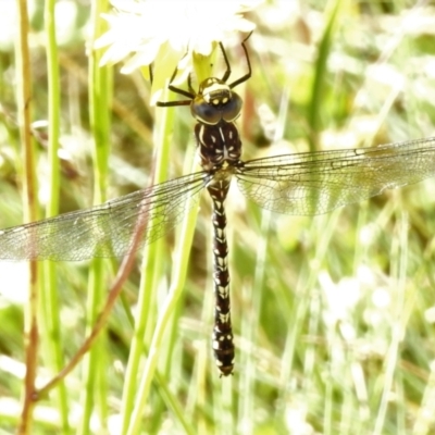 Austroaeschna flavomaculata (Alpine Darner) at Cotter River, ACT - 16 Feb 2022 by JohnBundock