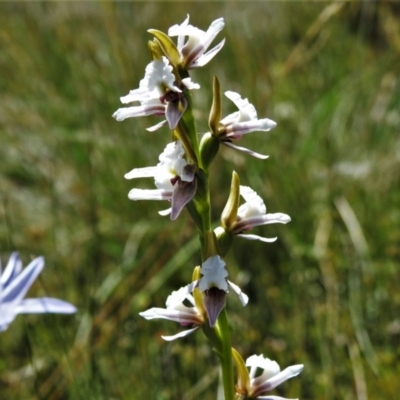 Prasophyllum alpestre (Mauve leek orchid) at Cotter River, ACT - 16 Feb 2022 by JohnBundock