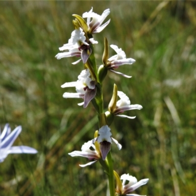 Prasophyllum alpestre (Mauve leek orchid) at Namadgi National Park - 16 Feb 2022 by JohnBundock