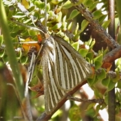 Hednota species near grammellus (Pyralid or snout moth) at Namadgi National Park - 16 Feb 2022 by JohnBundock