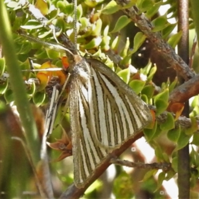 Hednota species near grammellus (Pyralid or snout moth) at Cotter River, ACT - 16 Feb 2022 by JohnBundock