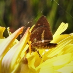 Taractrocera papyria (White-banded Grass-dart) at Cotter River, ACT - 16 Feb 2022 by JohnBundock