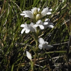 Euphrasia collina subsp. speciosa (Purple Eyebright) at Cotter River, ACT - 16 Feb 2022 by JohnBundock