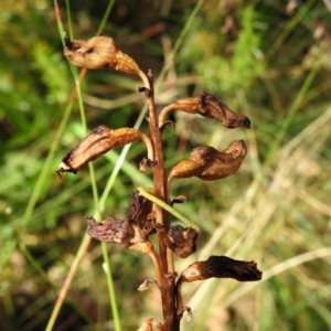 Gastrodia sp. at Cotter River, ACT - suppressed