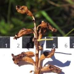 Gastrodia sp. at Cotter River, ACT - suppressed