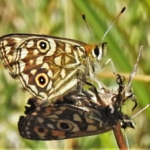 Oreixenica orichora at Cotter River, ACT - 16 Feb 2022