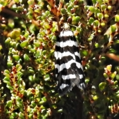 Technitis amoenana (A tortrix or leafroller moth) at Bimberi Nature Reserve - 16 Feb 2022 by JohnBundock