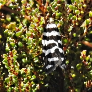 Technitis amoenana at Cotter River, ACT - 16 Feb 2022 01:28 PM