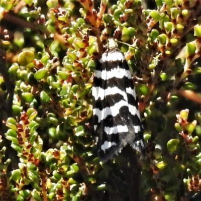 Technitis amoenana (A tortrix or leafroller moth) at Bimberi Nature Reserve - 16 Feb 2022 by JohnBundock