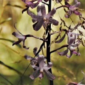 Dipodium roseum at Cotter River, ACT - suppressed