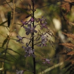 Dipodium roseum at Cotter River, ACT - 16 Feb 2022