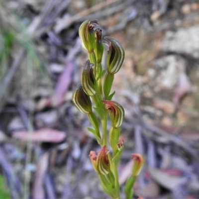 Speculantha multiflora (Tall Tiny Greenhood) at Cotter River, ACT - 16 Feb 2022 by JohnBundock