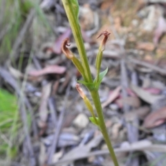 Speculantha multiflora at Cotter River, ACT - 16 Feb 2022