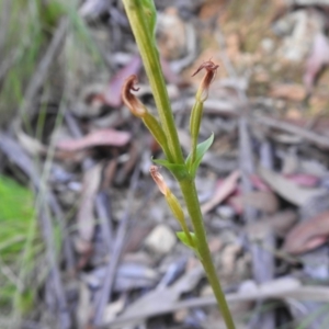 Speculantha multiflora at Cotter River, ACT - suppressed