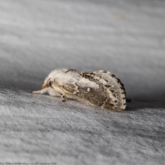 Porela delineata (Lined Porela) at Macgregor, ACT - 17 Feb 2022 by Roger