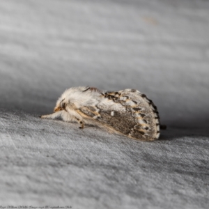 Porela delineata at Macgregor, ACT - 17 Feb 2022 05:18 PM