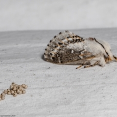 Porela delineata at Macgregor, ACT - 17 Feb 2022