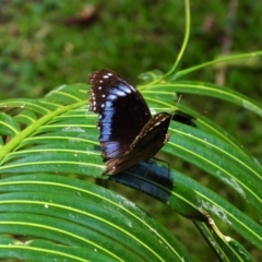 Hypolimnas alimena (Blue-banded Eggfly) at Annandale, QLD - 7 Nov 2021 by TerryS