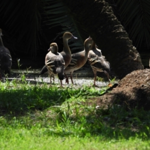 Dendrocygna eytoni at Annandale, QLD - 7 Nov 2021