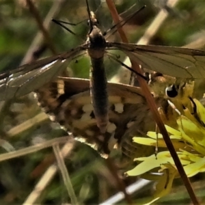 Atkinsia dominula at Cotter River, ACT - suppressed