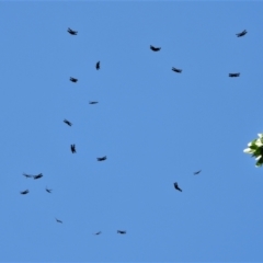 Rhyothemis graphiptera at Annandale, QLD - 6 Nov 2021 by TerryS