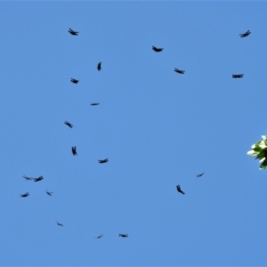 Rhyothemis princeps at Annandale, QLD - 7 Nov 2021