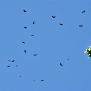 Rhyothemis princeps at Annandale, QLD - 7 Nov 2021 10:17 AM