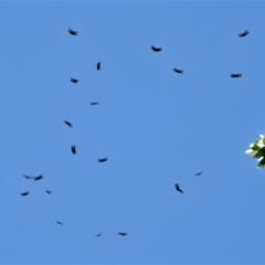 Rhyothemis graphiptera (TBC) at Annandale, QLD - 6 Nov 2021 by TerryS