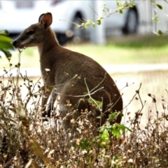 Macropus agilis (Agile Wallaby) at Annandale, QLD - 7 Nov 2021 by TerryS