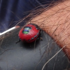 Choerocoris paganus (Ground shield bug) at Molonglo Valley, ACT - 17 Feb 2022 by AndyRussell