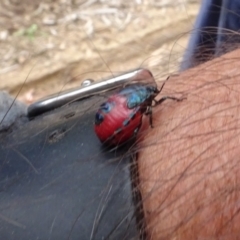 Choerocoris paganus at Molonglo Valley, ACT - 17 Feb 2022 10:51 AM