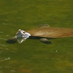 Emydura macquarii kreffti (Krefft's Turtle) at Annandale, QLD - 7 Nov 2021 by TerryS