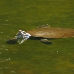 Emydura macquarii kreffti (Krefft's Turtle) at Annandale, QLD - 6 Nov 2021 by TerryS