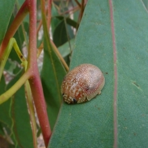 Paropsis atomaria at Molonglo Valley, ACT - 17 Feb 2022