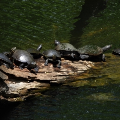 Emydura macquarii kreffti (Krefft's Turtle) at Annandale, QLD - 7 Nov 2021 by TerryS