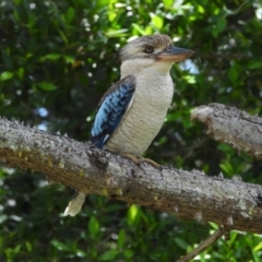 Dacelo leachii (Blue-winged Kookaburra) at Annandale, QLD - 7 Nov 2021 by TerryS