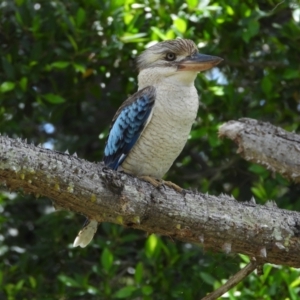 Dacelo leachii (Blue-winged Kookaburra) at Annandale, QLD by TerryS