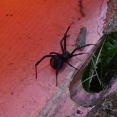 Latrodectus hasselti (Redback Spider) at Molonglo Valley, ACT - 17 Feb 2022 by AndyRussell