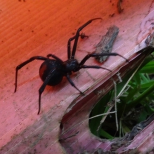 Latrodectus hasselti at Sth Tablelands Ecosystem Park - 17 Feb 2022