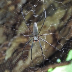 Unidentified Orb-weaving spider (several families) (TBC) at Annandale, QLD - 7 Nov 2021 by TerryS