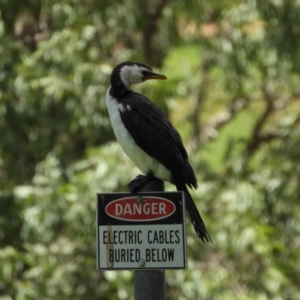 Microcarbo melanoleucos at Douglas, QLD - 7 Nov 2021 11:47 AM