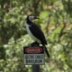 Microcarbo melanoleucos (Little Pied Cormorant) at Douglas, QLD - 7 Nov 2021 by TerryS