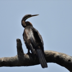 Anhinga novaehollandiae (Australasian Darter) at Douglas, QLD - 7 Nov 2021 by TerryS