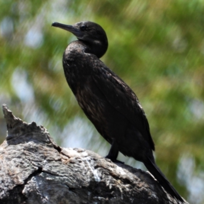 Phalacrocorax sulcirostris (Little Black Cormorant) at Douglas, QLD - 7 Nov 2021 by TerryS
