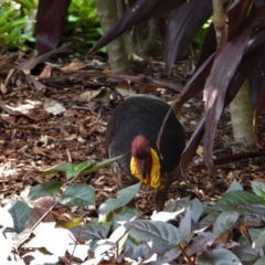 Alectura lathami (Australian Brush-turkey) at Annandale, QLD - 7 Nov 2021 by TerryS