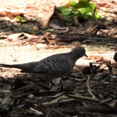 Geopelia placida (Peaceful Dove) at Annandale, QLD - 7 Nov 2021 by TerryS