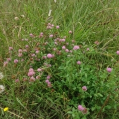 Trifolium hirtum (Rose Clover) at Molonglo Valley, ACT - 16 Feb 2022 by AndyRussell